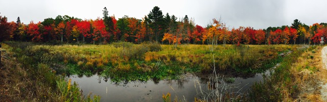 fall color pano