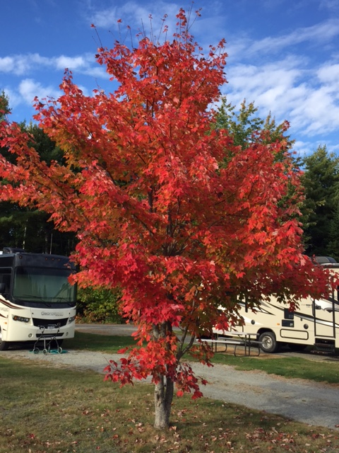 rv site tree