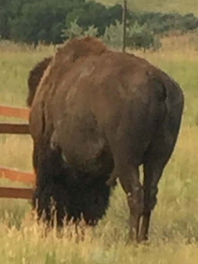 buffalo butt